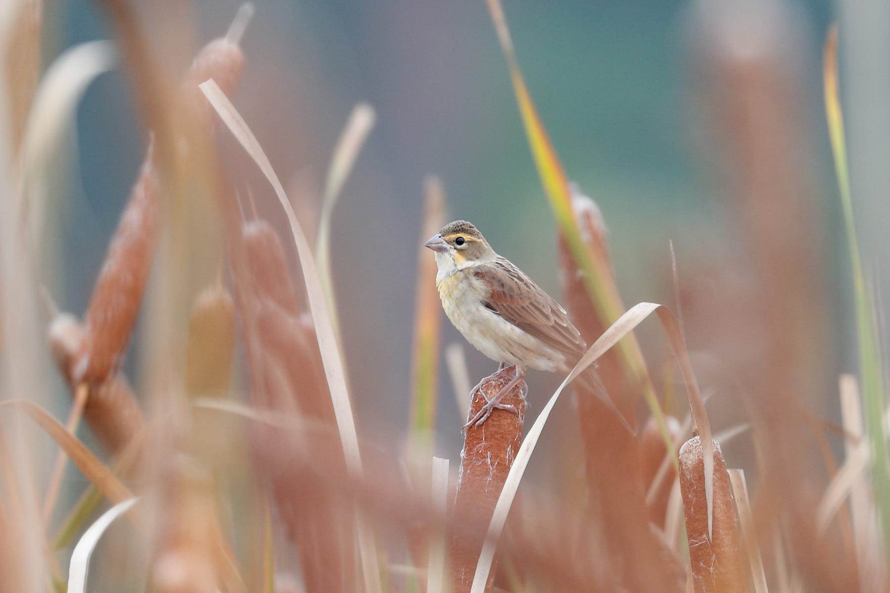 Dickcissel