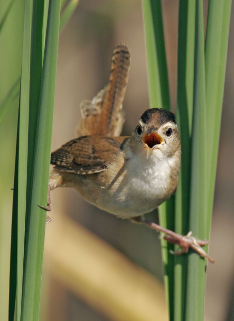 Marsh Wren