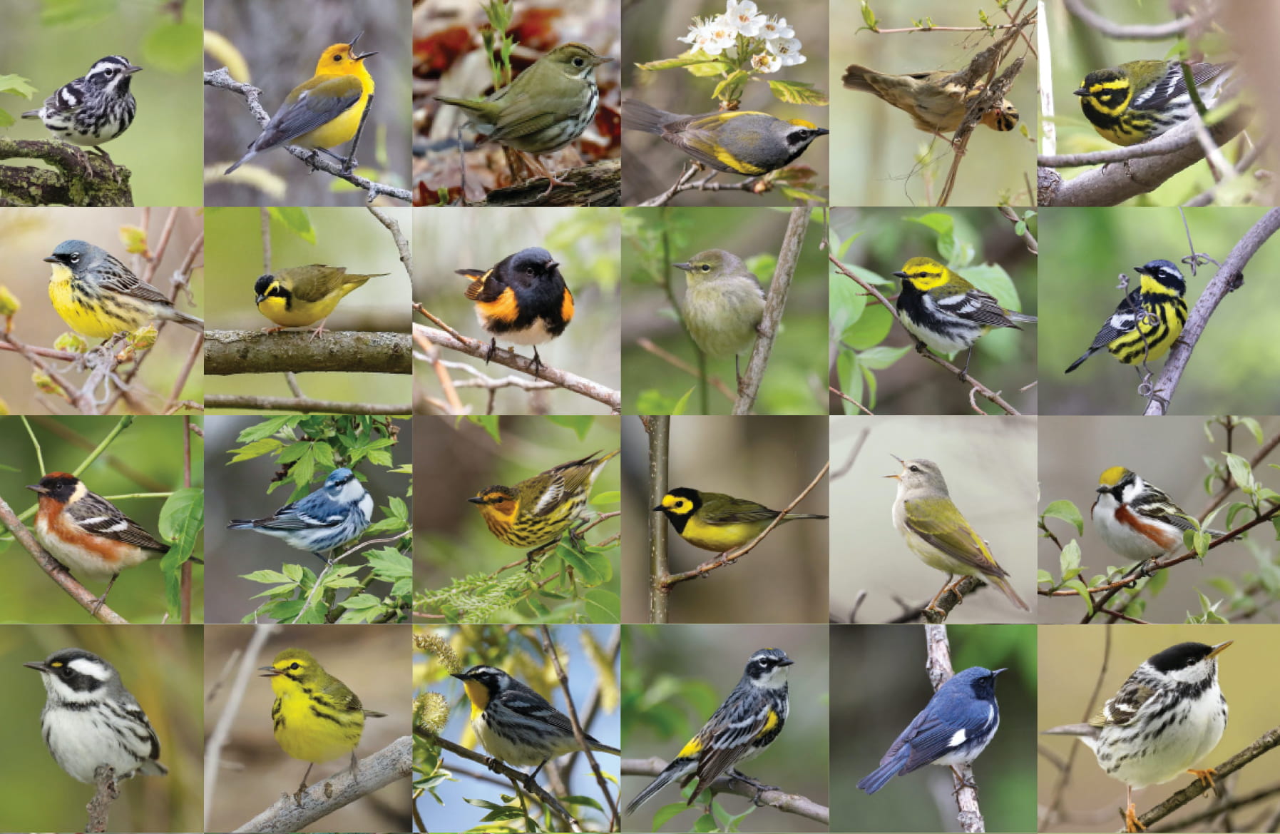 Warbler Capital of the World!